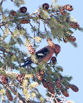 White winged Crossbill 5583
